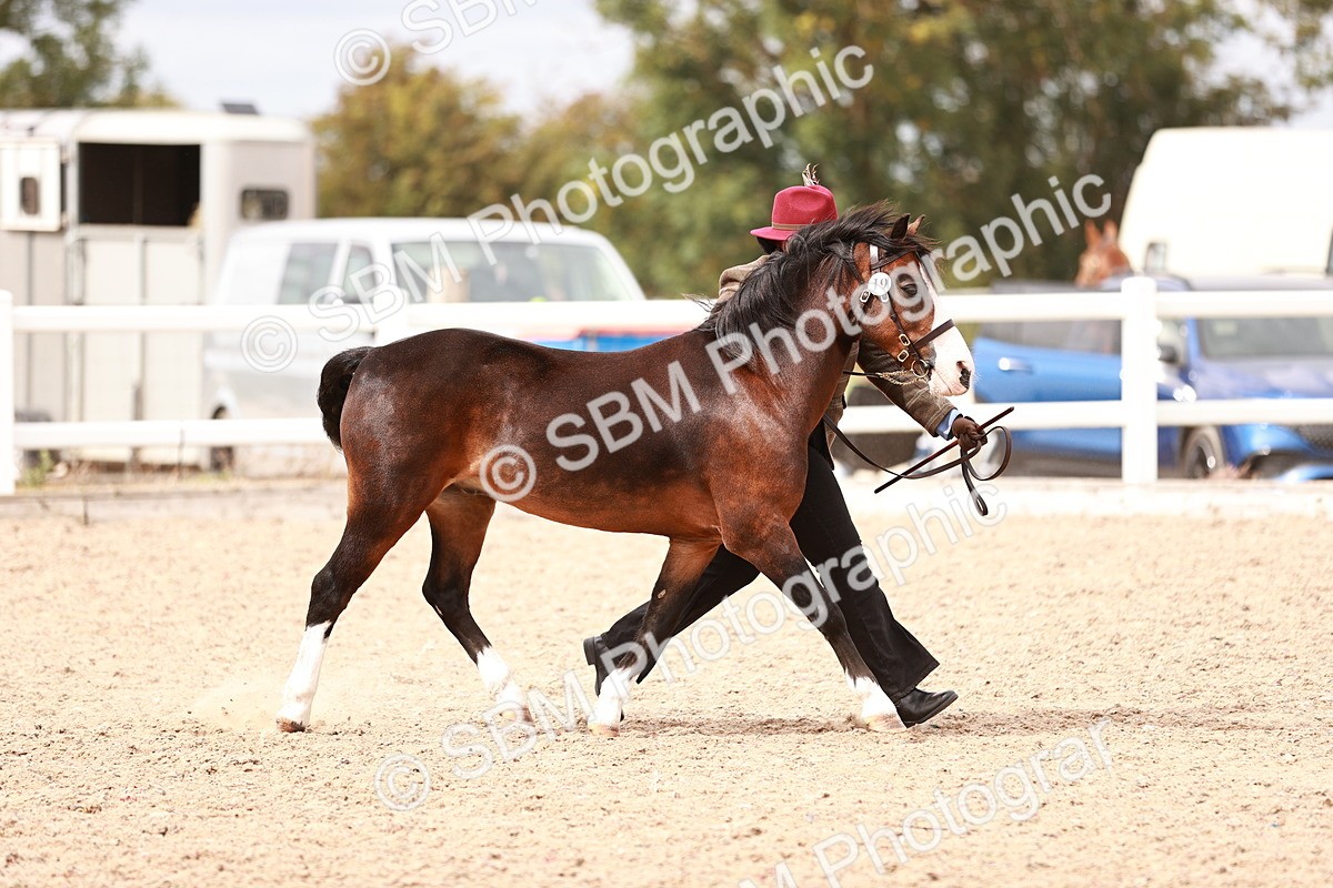 SBM_16312 - Class 413 - Best Condition - Adult