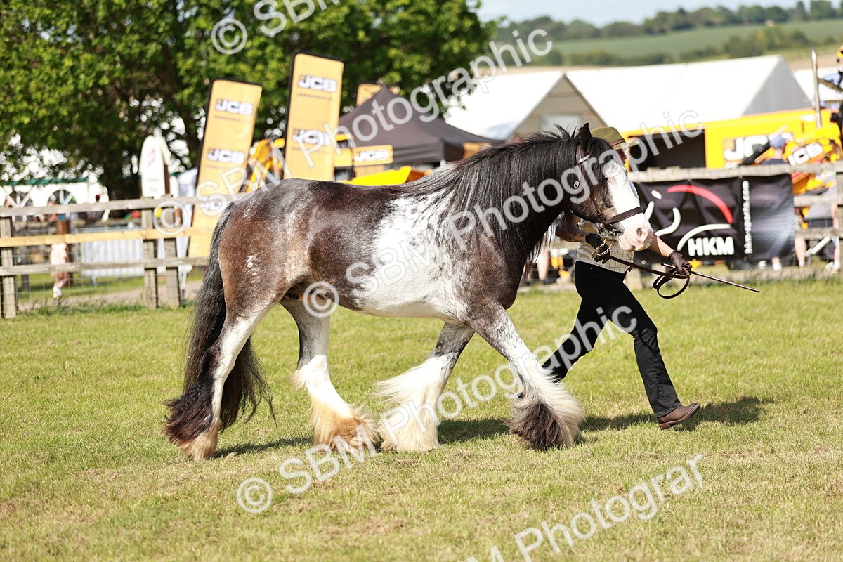 SBM_08802 - Class 63-65 - Traditional Gypsy Cobs In Hand & Ridden