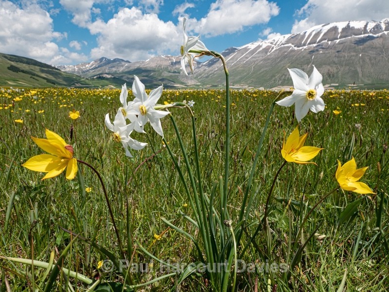 Wild Tulips (Tulipa sylvestris ssp australis) growing with Poet's Narcissus (Narcissus poeticus - Flowers in the Landscape - 2
