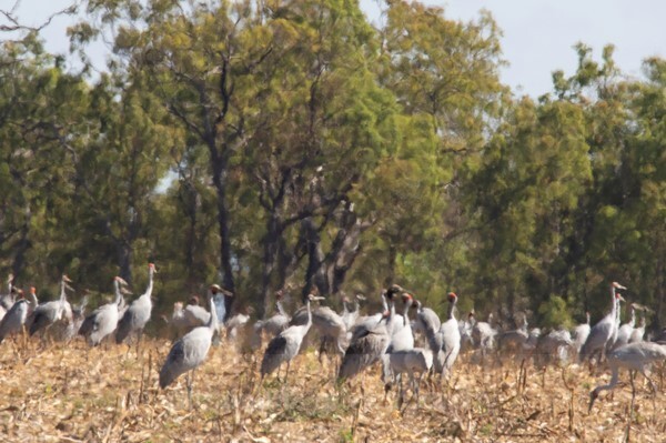 - Australian Birds