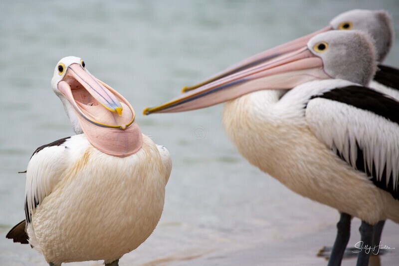 Pelican Yawn 3
