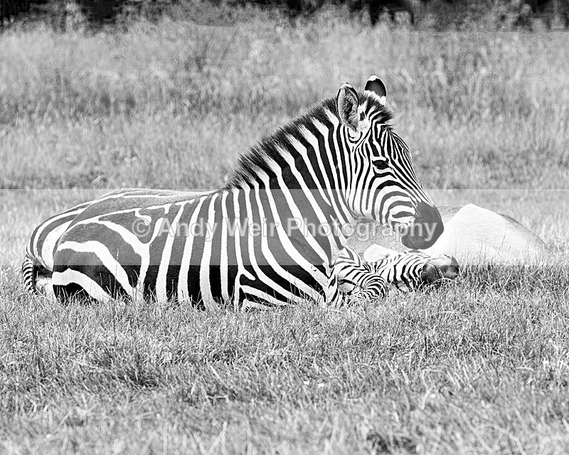 20150725-8E0A0211-3578-3584 - Captive Animals