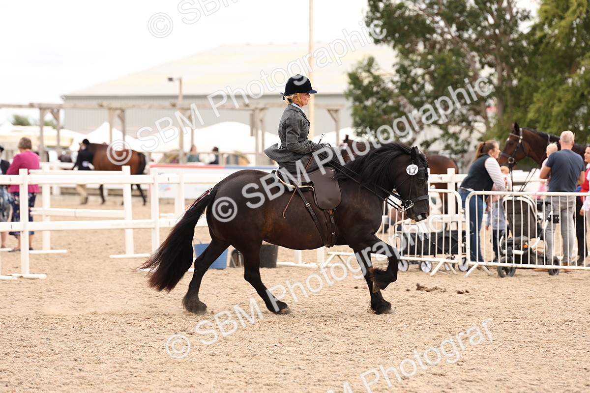 SBM_16431 - Class 211 - Best Side Saddle Horse - Pony