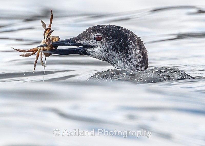 Astland Photography, Bird and Wildlife Images, Susan and Peter Wilson, U.K.