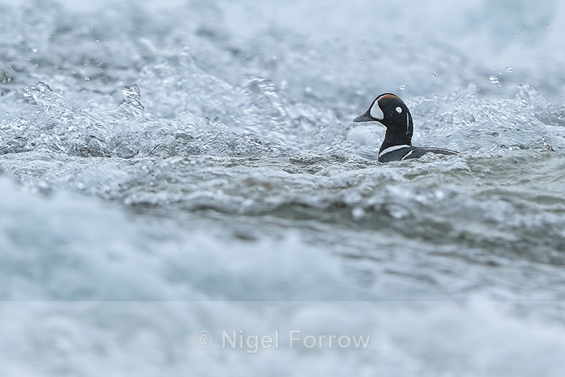 Harlequin Duck (male) in rapids, River Laxa, Iceland - Harlequin Duck