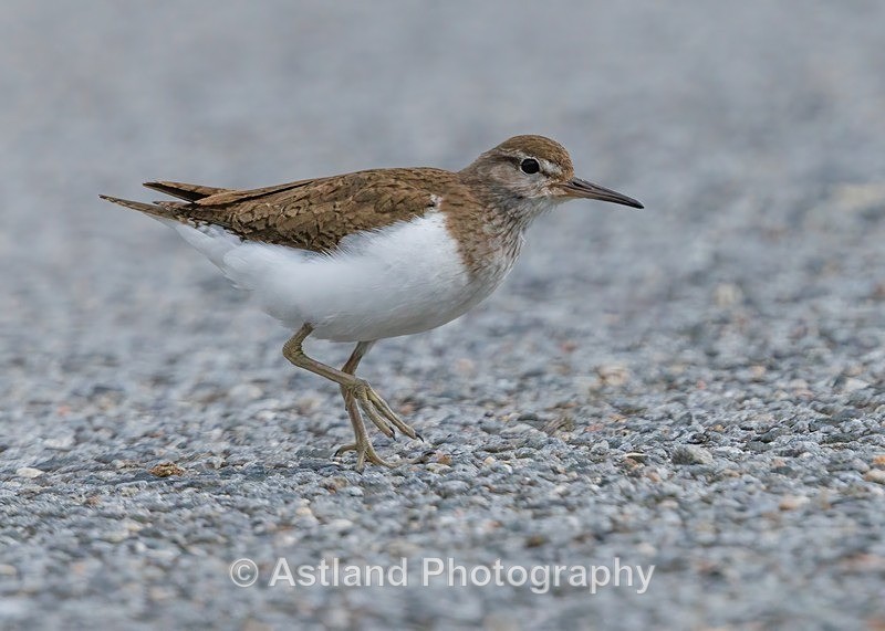 Common Sandpiper - Latest Images