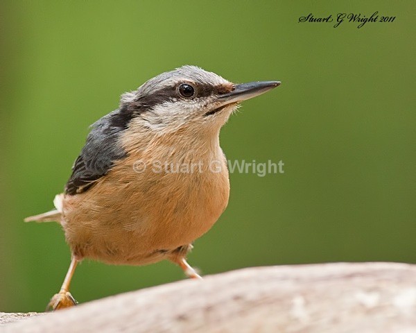 308 - All other Birds