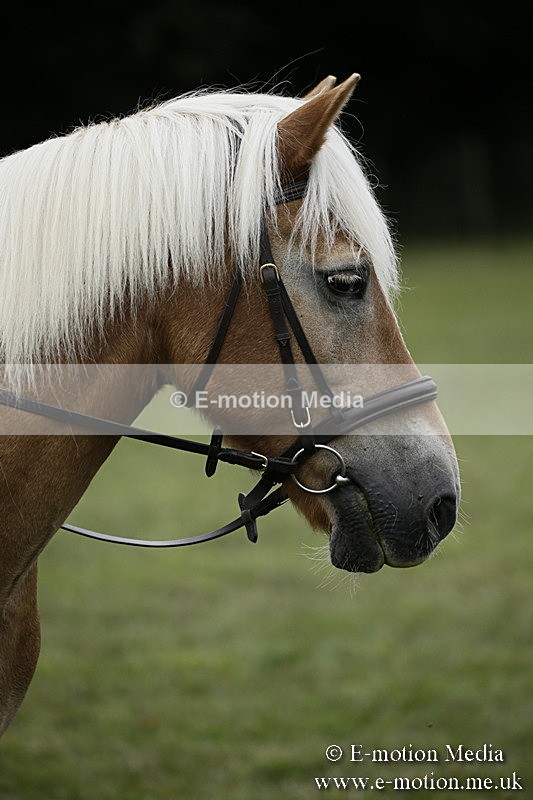 BVR090918 86 - BVRC Dressage and Show Jumping 09/09/18