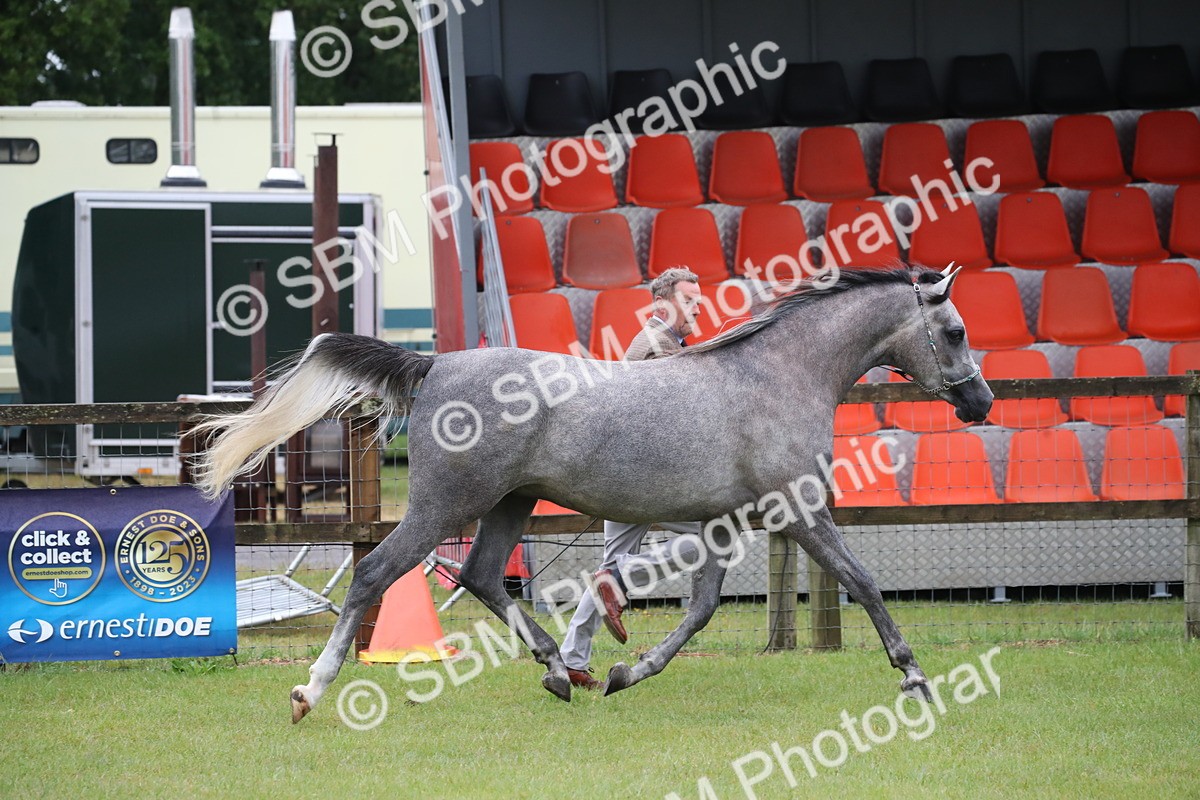 SBM_00015 - Class 17-20 - Arab & Part Bred - Anglo Arab In Hand