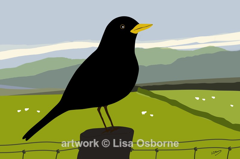 Blackbird in the valley - Birds