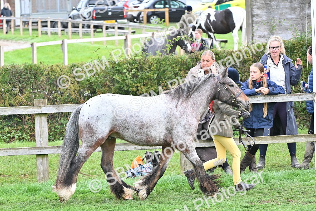 SBM_56904 - S45 - Coloured Pony In Hand