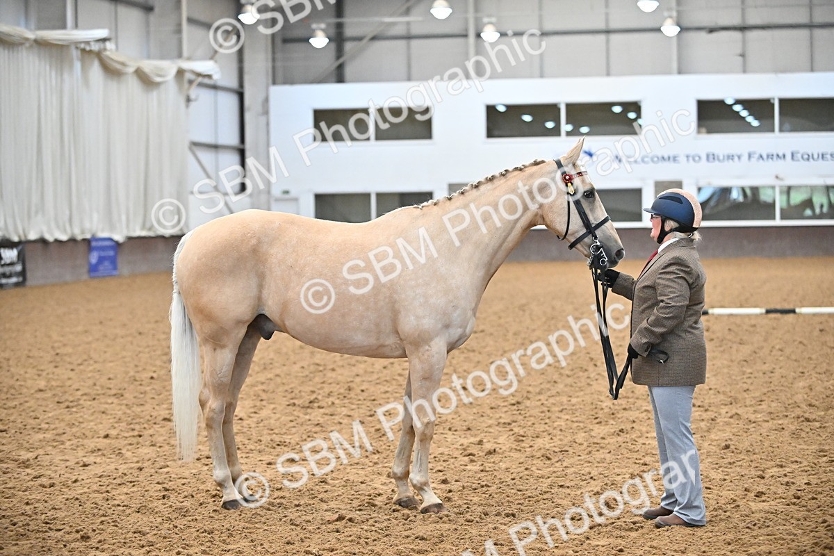 EB7_8418 - Class 3 - In Hand Foreign Breeds & Warmbloods