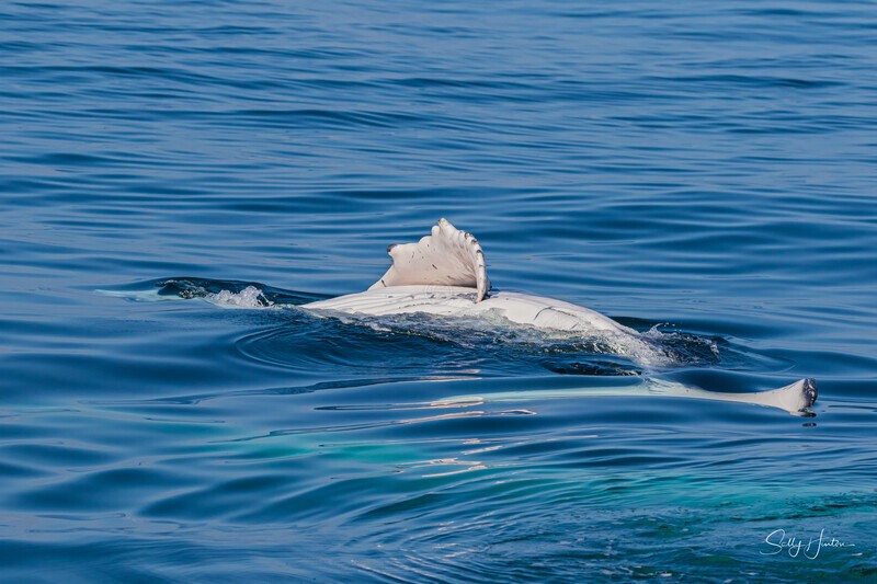 0A3A7728 Baby Wave 5 - Humpback Whales