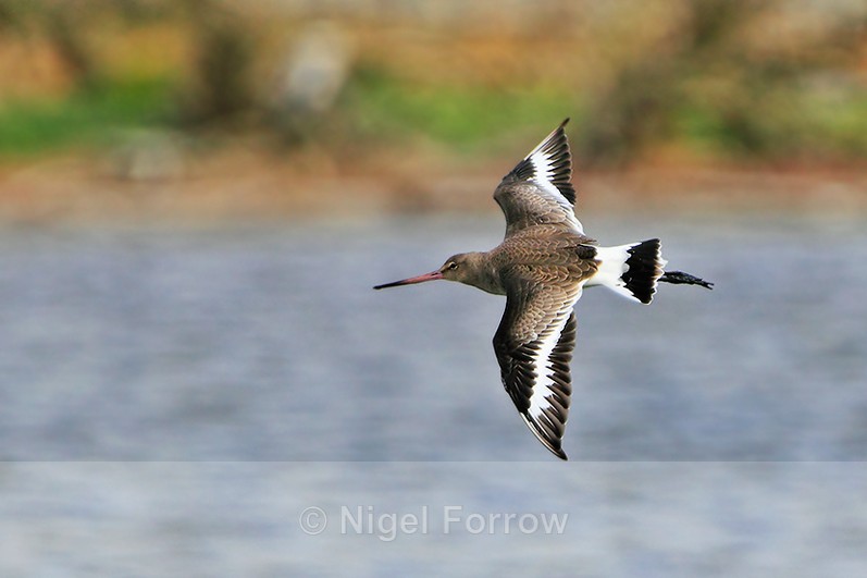 Black-tailed Godwit in flight above the lagoon - Black-tailed Godwit