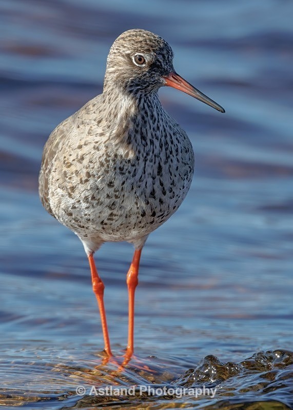 Redshank - Latest Images