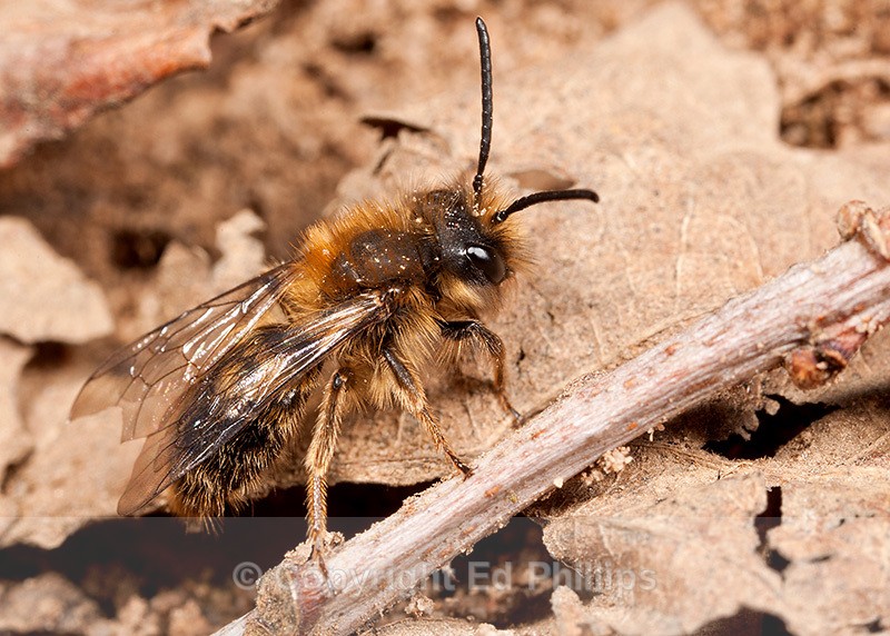 Andrena clarkella (m) - Andrena clarkella
