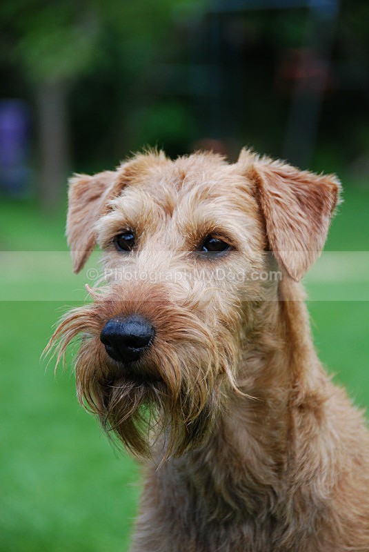  - Irish Terriers