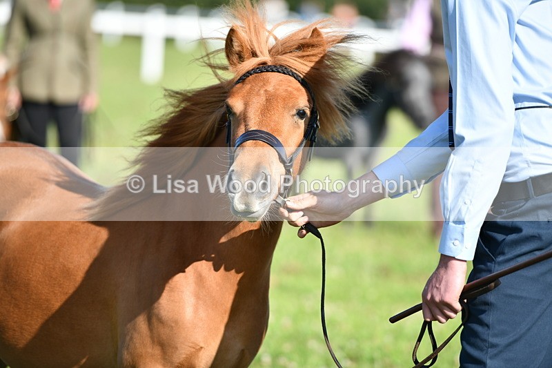 DSC_5703 - Class 49: NPS Shetland Youngstock