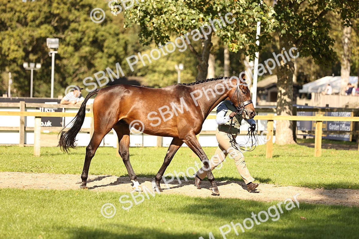 SBM_26174 - S5 - Novice & Newcomers In Hand