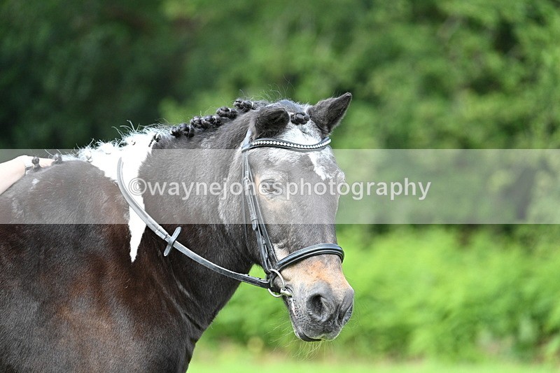 WJ7_1693 - Class 11 Condition & Turnout