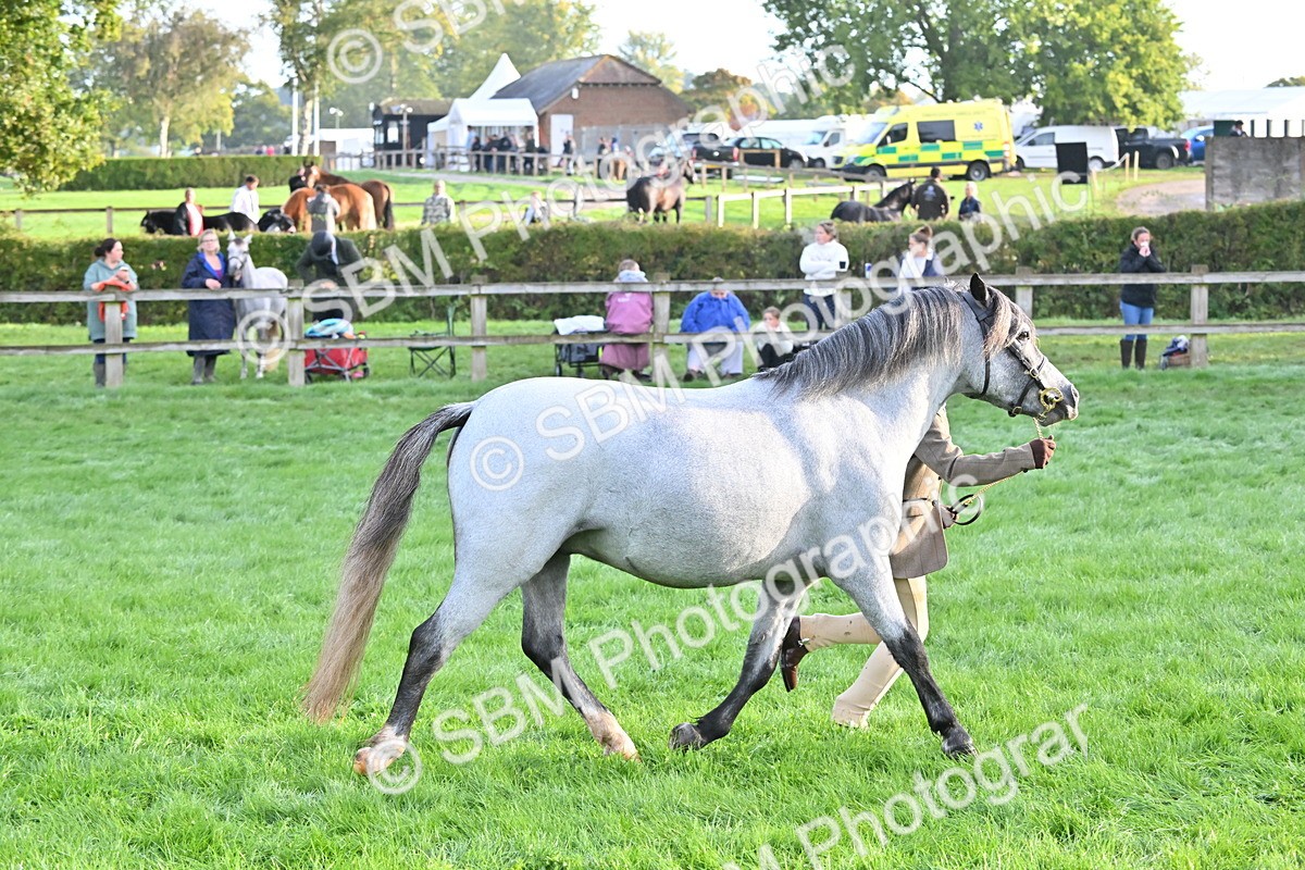 SBM_54624 - S44 - Youngstock In Hand
