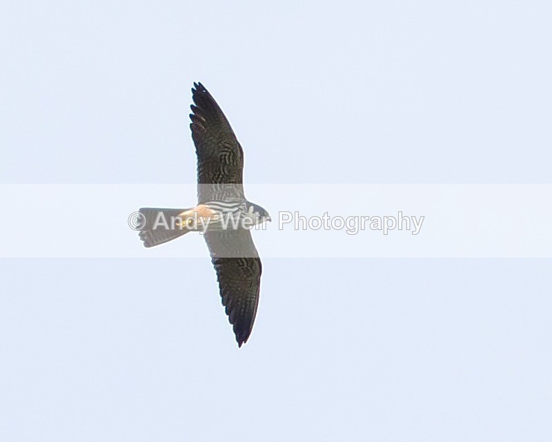 20110904-_MG_6725 - Hobby