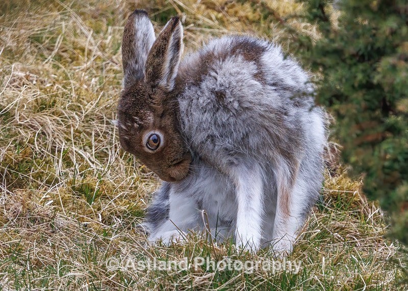 Mountain Hare - Latest Images