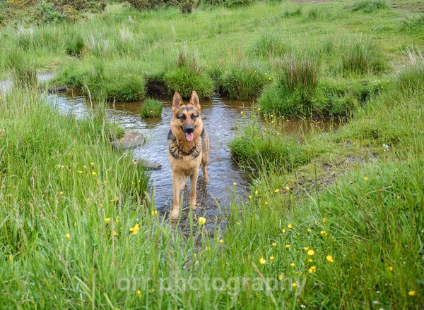 Tess - Dogs