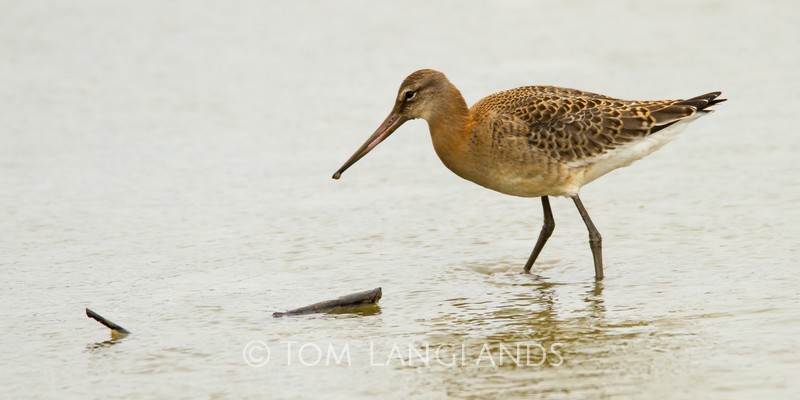 Black-tailed Godwit - Waders