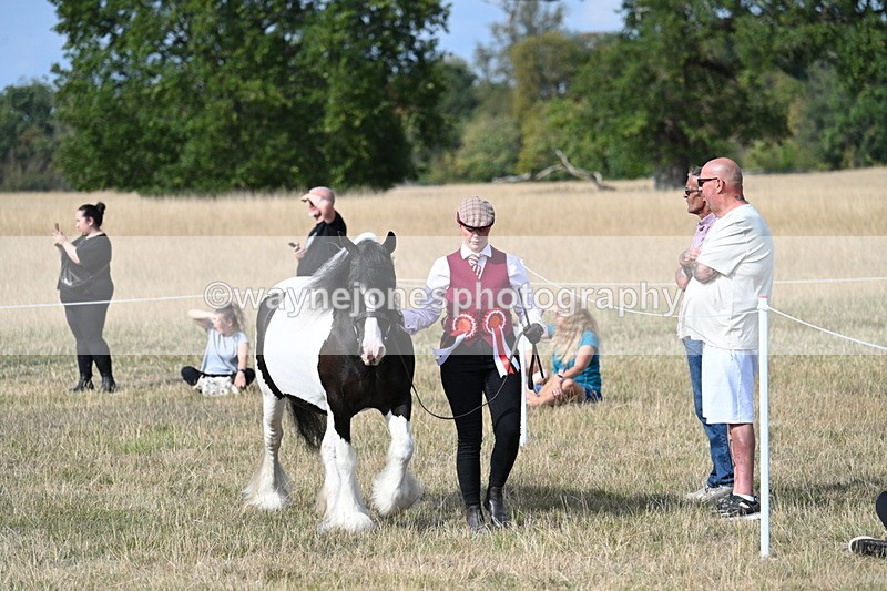 WJ7_8052 - In-hand Championship