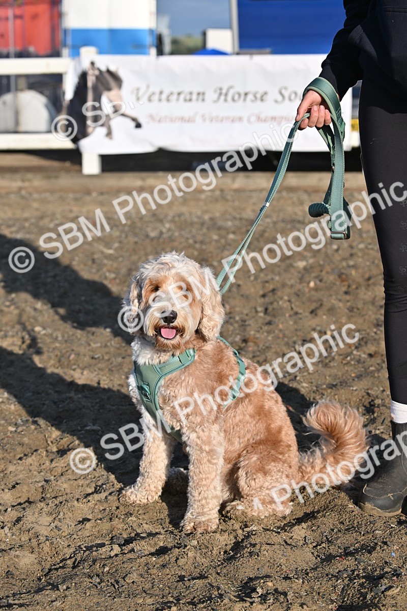 SBM_09378 - Lorry Dogs