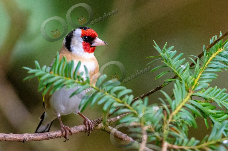goldfinch Carduelis carduelis-4978 - UK birds