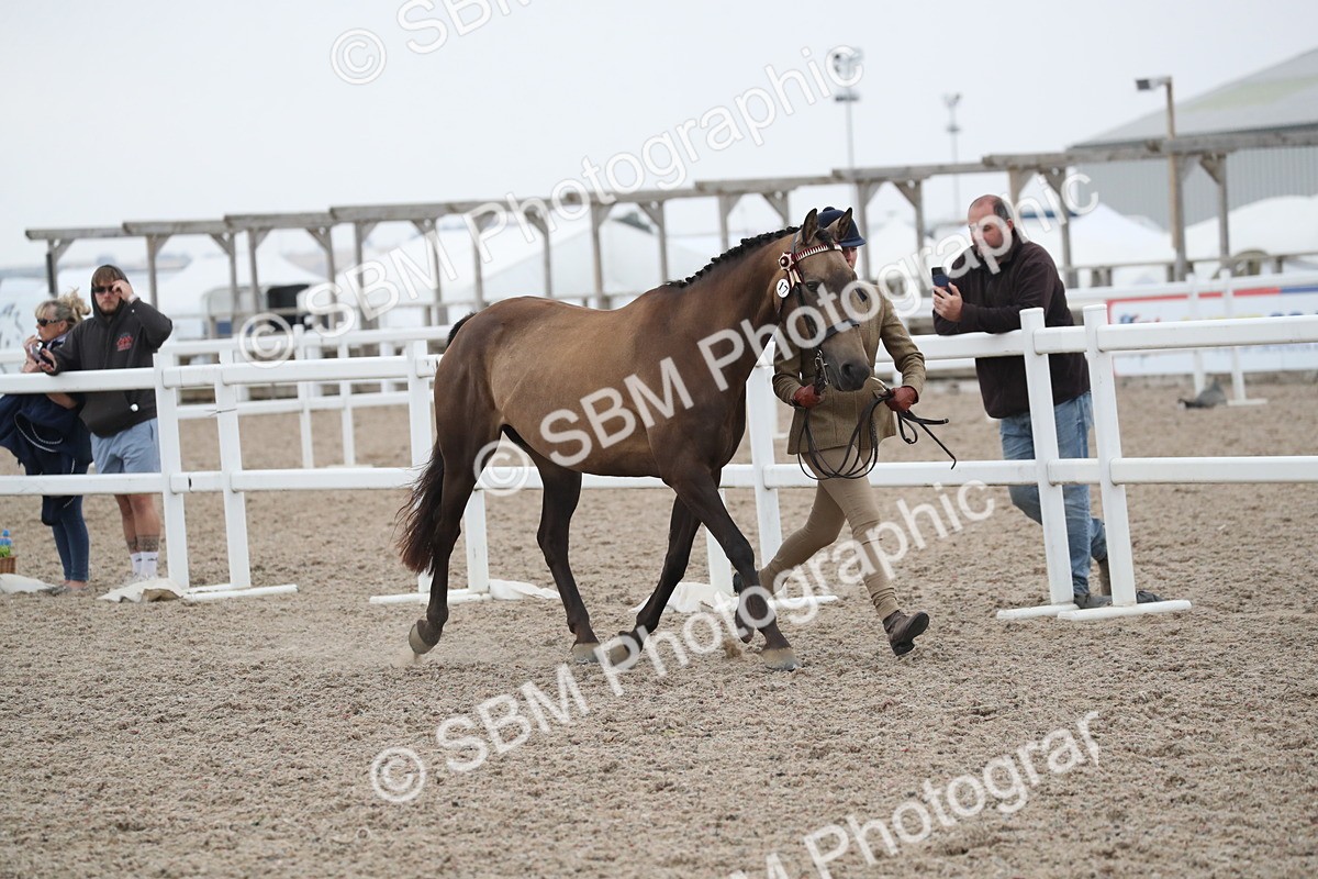 SBM_18376 - Class 318 IH Part bred Horse/Pony