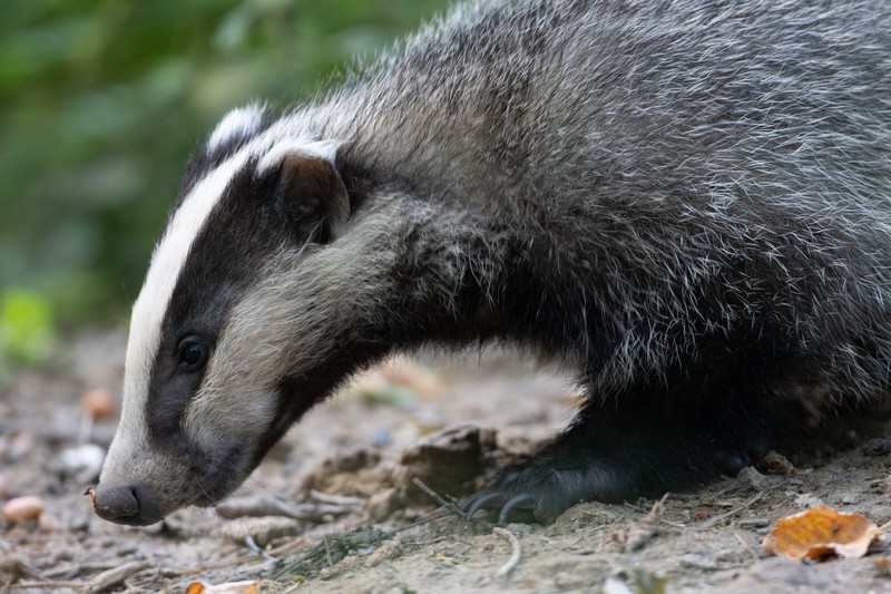 Badger Feeding   ref 9715 - macro and nature.