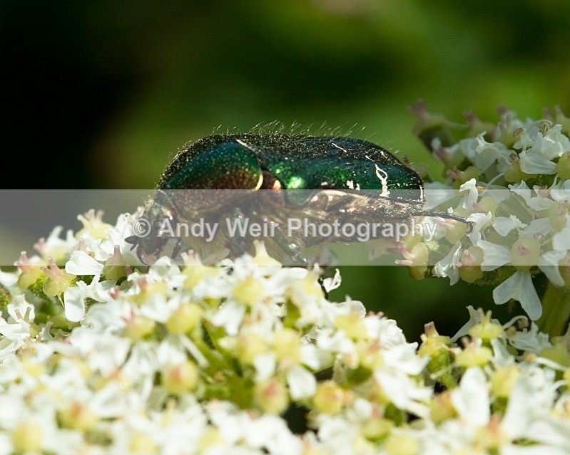 20110614-IMG_5784 - Insects