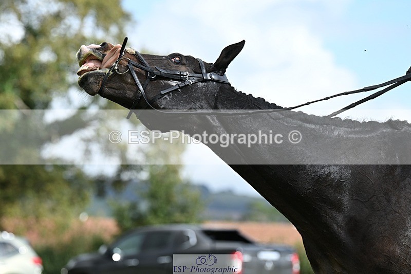 231020-124356-08179 - 489-MY.GALWAY.MAN-Daisy.Hood-DR