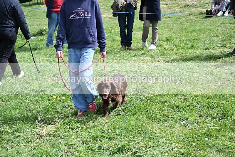 WJ6_8918 - Class 8 Best Working / Gun Dog or Bitch