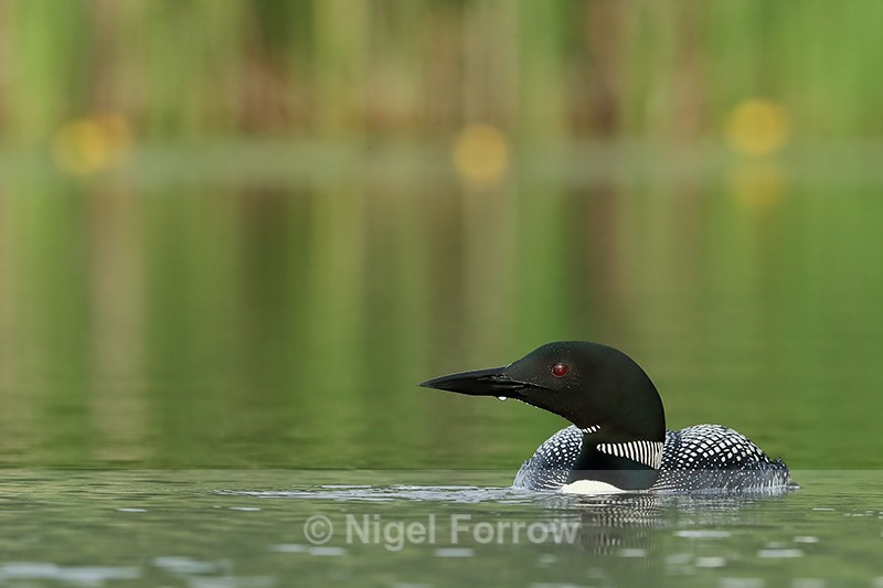 Common Loon on calm water, Minnesota, USA - Great Northern Diver