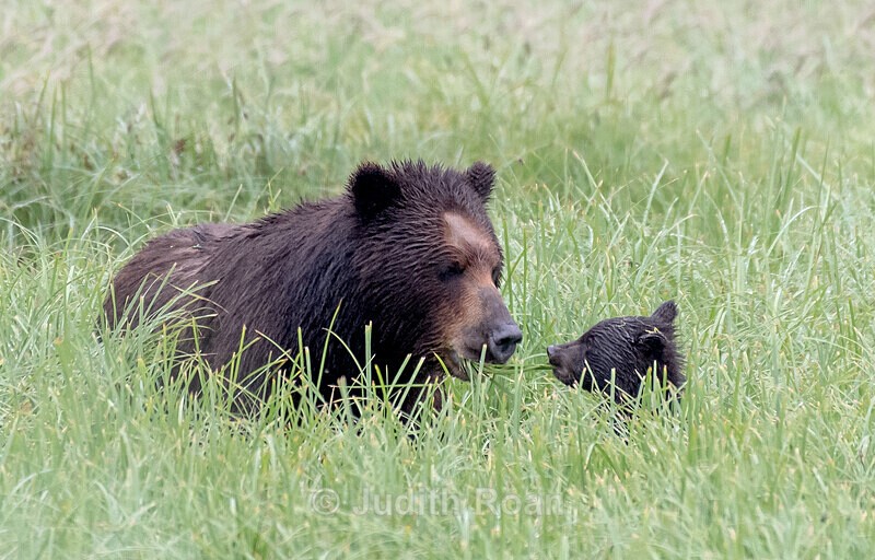 Mocha and Cub - Southeast Alaska