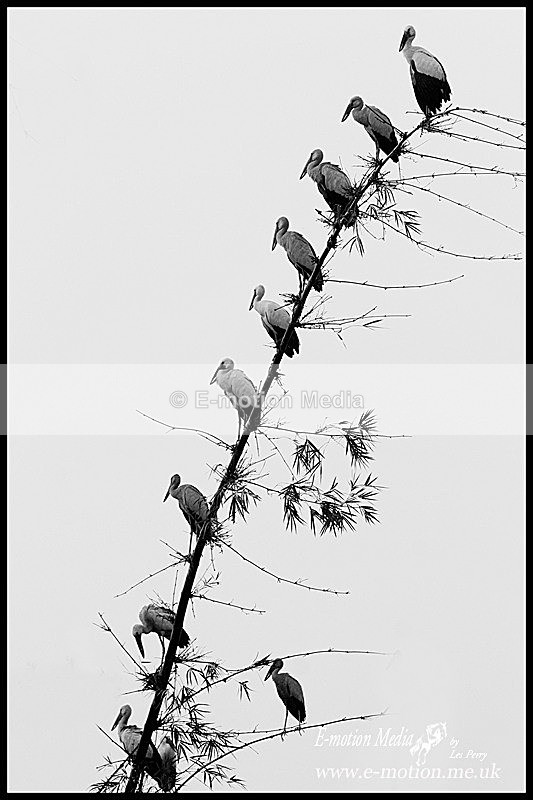 290105 011b - Nature