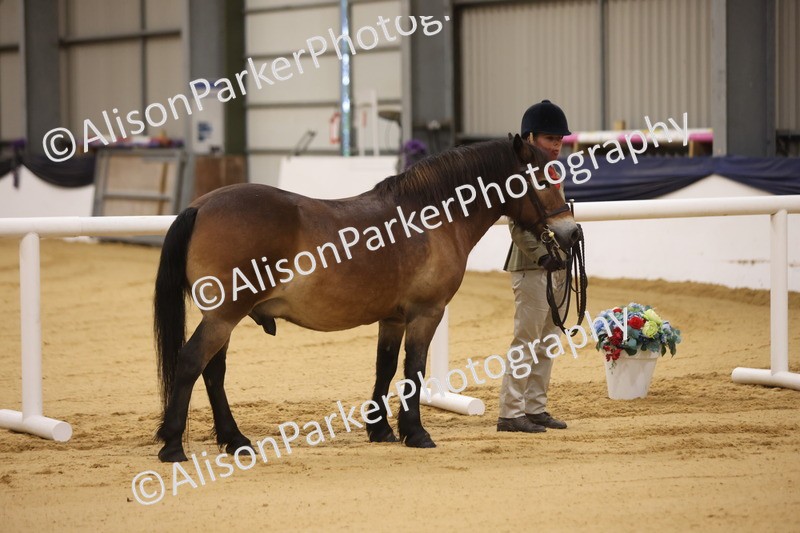 20260913-1021 - Class 109 - Bred On Exmoor In Hand