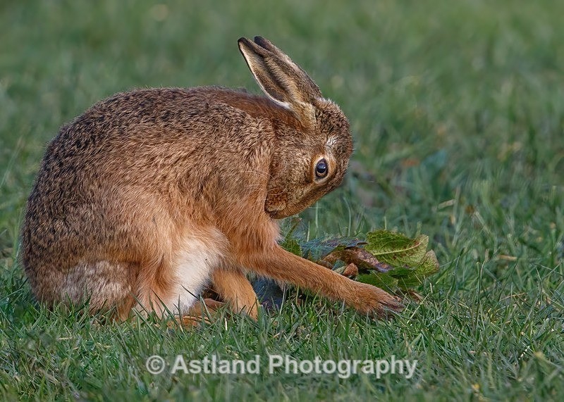 Brown Hare - Latest Images