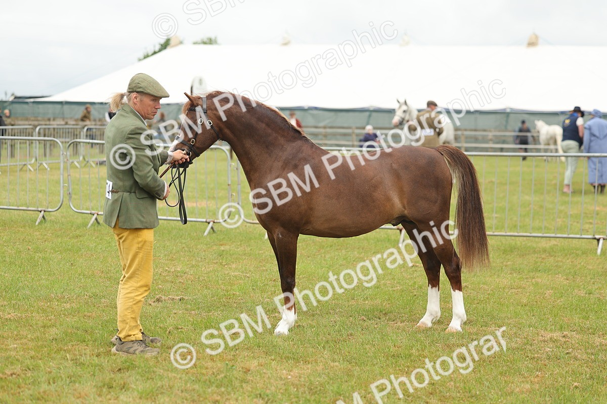 SBM_02253 - Class 50-57 - M&M Welsh Pony In Hand