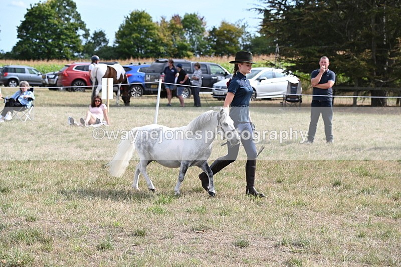WJ6_7062 - Class 21 Shetland & Mini Horses