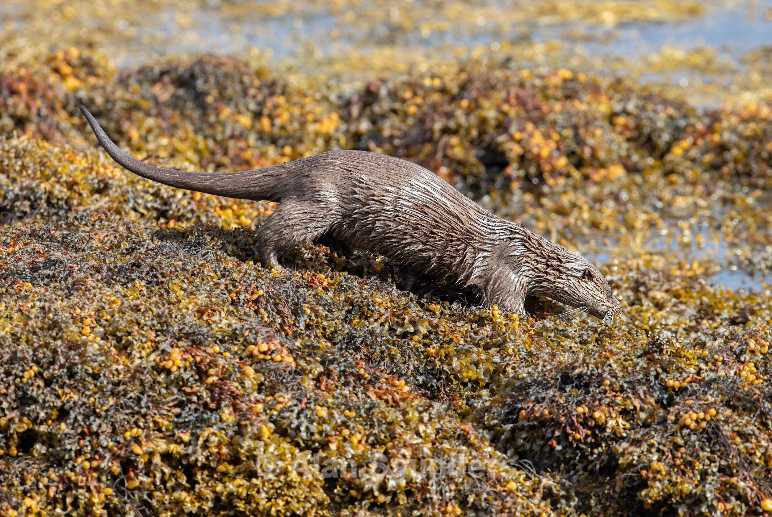 Eurasian Otter 41