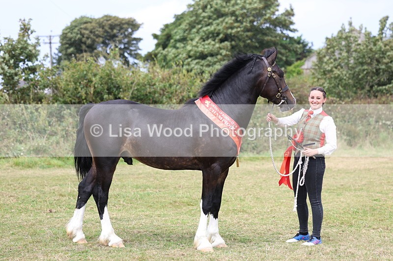 3E7A5740 - In Hand Championship