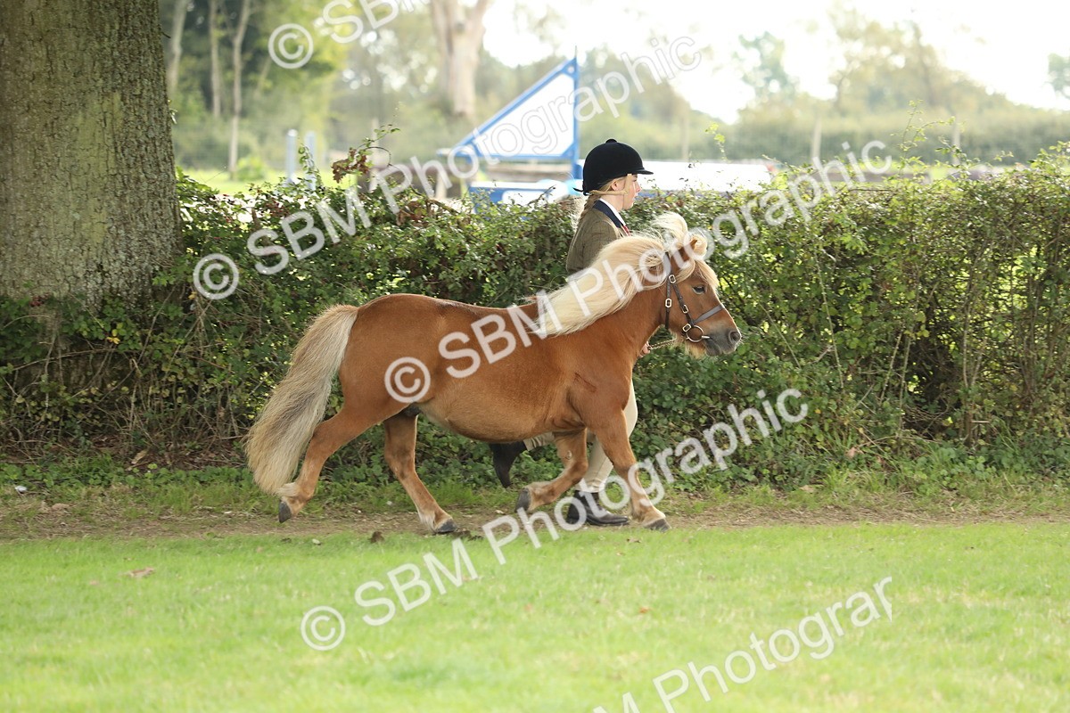 SBM_62737 - S46 - Mountain & Moorland In Hand Small Breeds