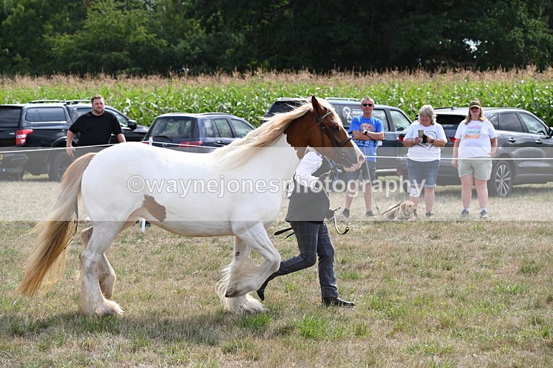WJ6_6579 - Class 20 In-hand Cob