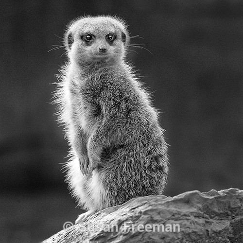 Meerkat
