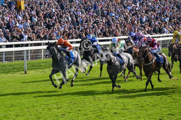 111025-Race 2-Grey Cuban-8301 - Race 2 Coral 'Pipped At The Post' Handicap at York